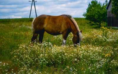 Obóz młodzieżowy, Wiele - Obóz konny Junior OKW Beaver, 10 dni 10-14 lat