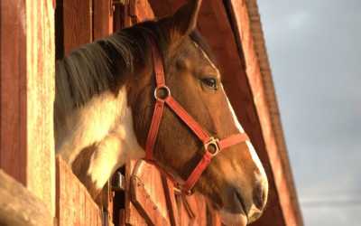 Wycieczka fakultatywna, Fun Horse (samodzielny kłus)